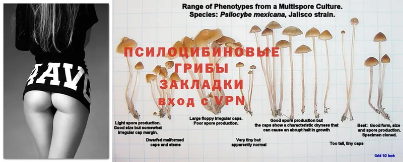 Галлюциногенные грибы GOLDEN TEACHER  Сорск 